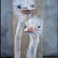 struisvogels