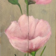 klaproos rose