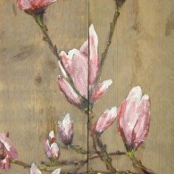 steiger magnolia.jpg